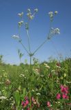 Galium pseudorivale