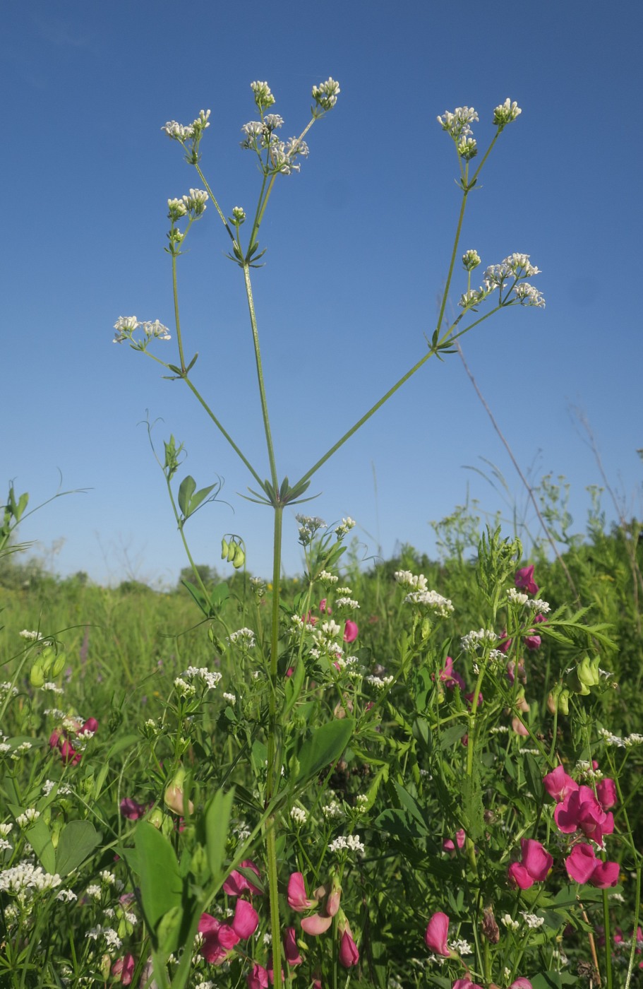 Изображение особи Galium pseudorivale.