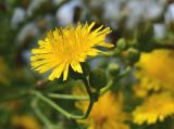 Sonchus arvensis