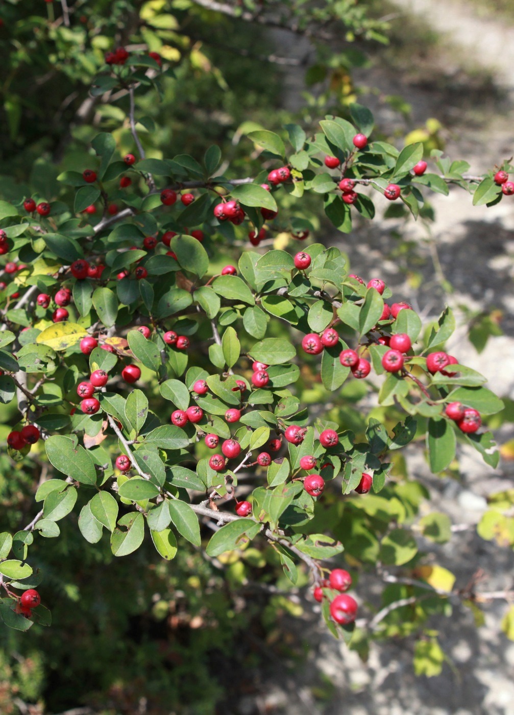 Image of Cotoneaster integerrimus specimen.