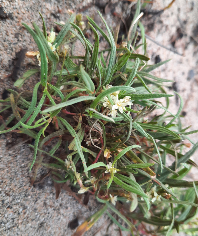 Image of Aconogonon ocreatum var. riparium specimen.