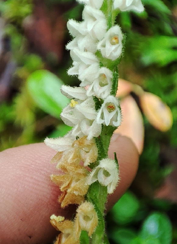 Изображение особи Goodyera repens.