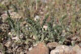 Astragalus sinaicus