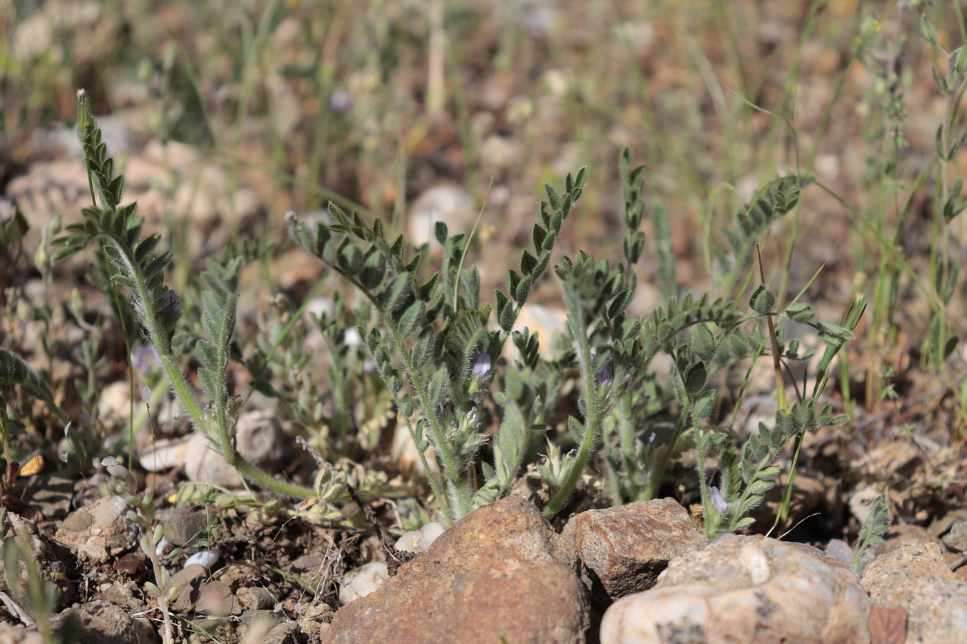 Изображение особи Astragalus sinaicus.