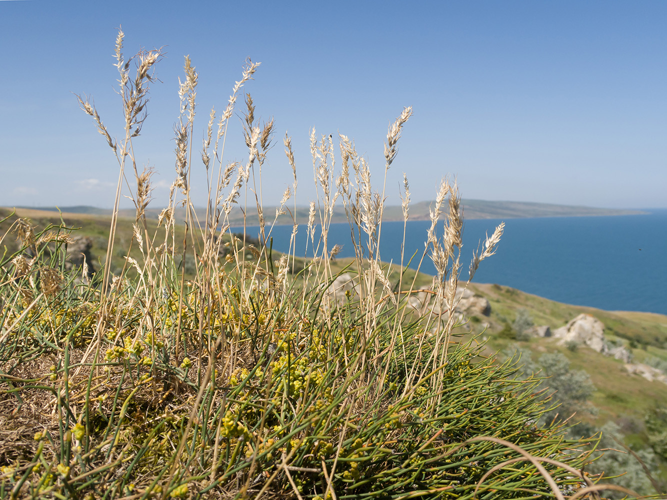 Image of Poa bulbosa ssp. vivipara specimen.