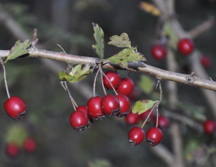 Изображение особи род Crataegus.