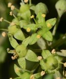 Hedera helix