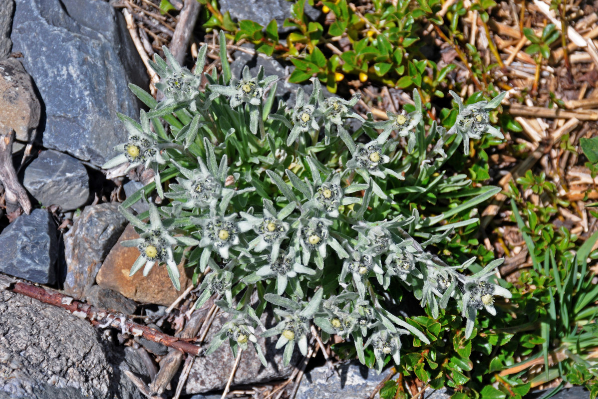 Image of Leontopodium ochroleucum specimen.