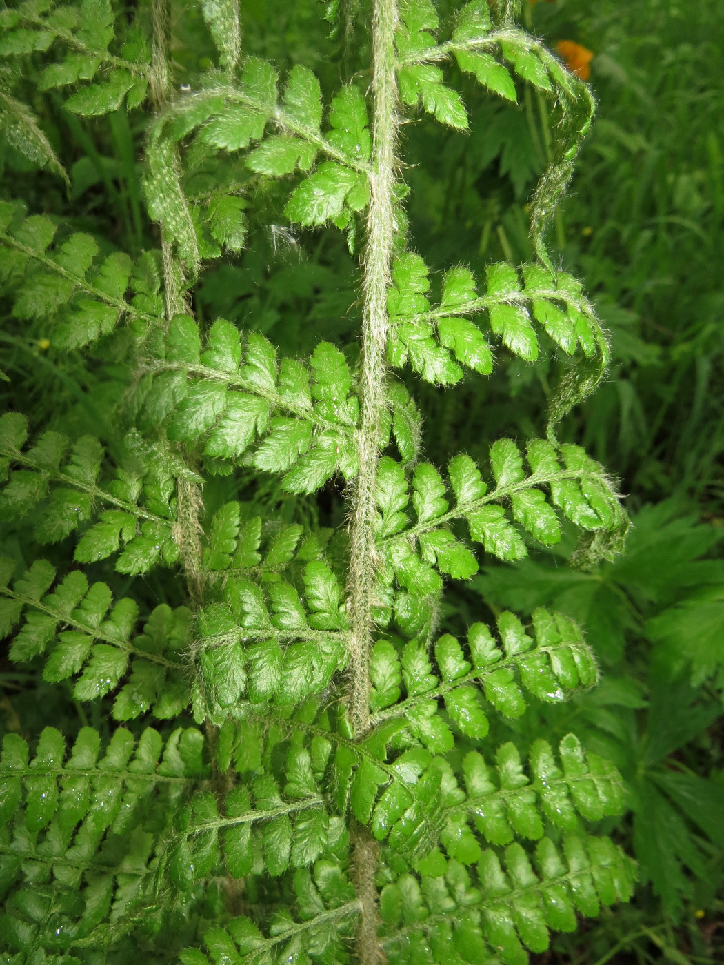 Изображение особи Polystichum braunii.