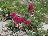 Hedysarum biebersteinii