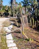 Cleistocactus baumannii