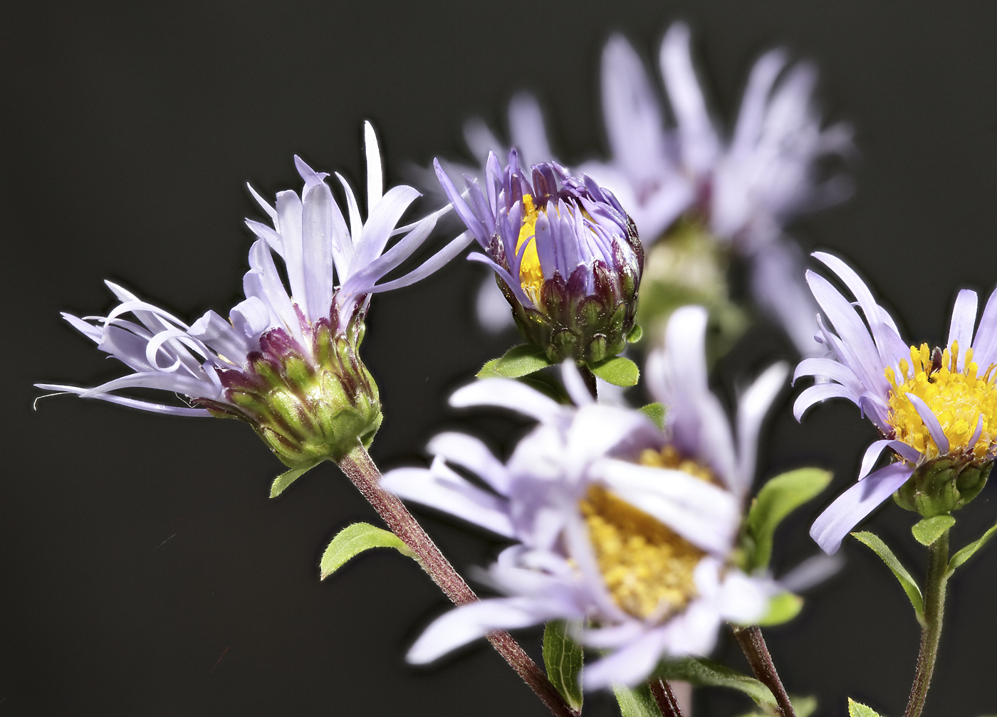 Image of Aster maackii specimen.