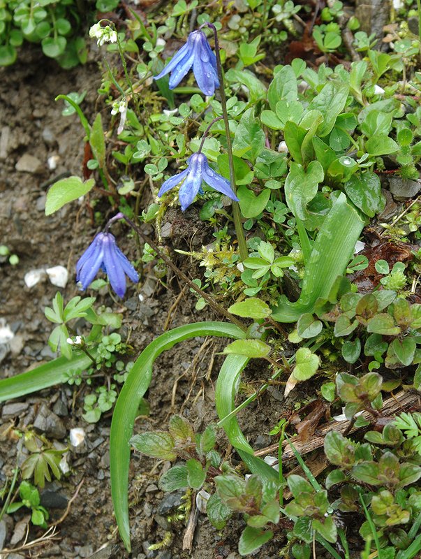 Image of genus Scilla specimen.