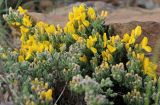 genus Genista