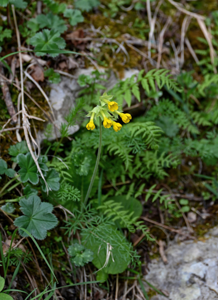 Изображение особи Primula macrocalyx.