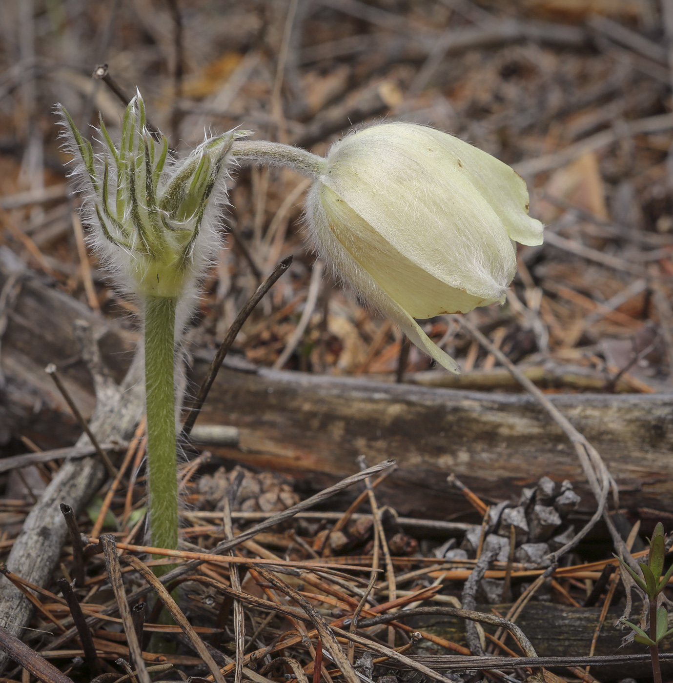 Изображение особи Pulsatilla uralensis.