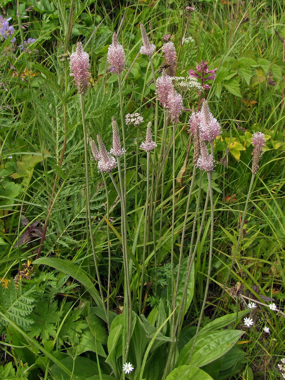 Изображение особи Plantago urvillei.