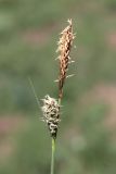 Carex tomentosa