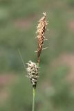 Carex tomentosa. Мужское (вверху) и женское соцветия. Крым, Ай-Петринская яйла. 07.06.2022.