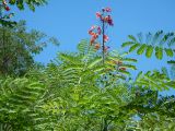 Delonix regia. Вершина кроны цветущего растения. Мадагаскар, провинция Тулеария, регион Ациму-Андрефана, национальный парк \"Зомбицие-Вохибасия\". 04.12.2019.