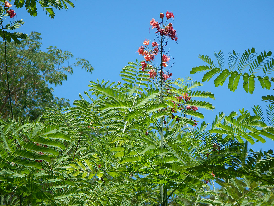 Изображение особи Delonix regia.