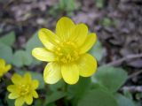 Ficaria verna