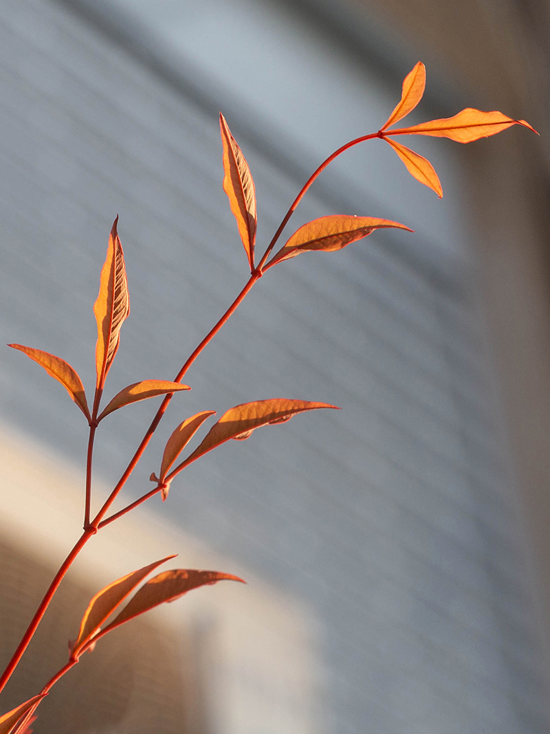 Изображение особи Nandina domestica.