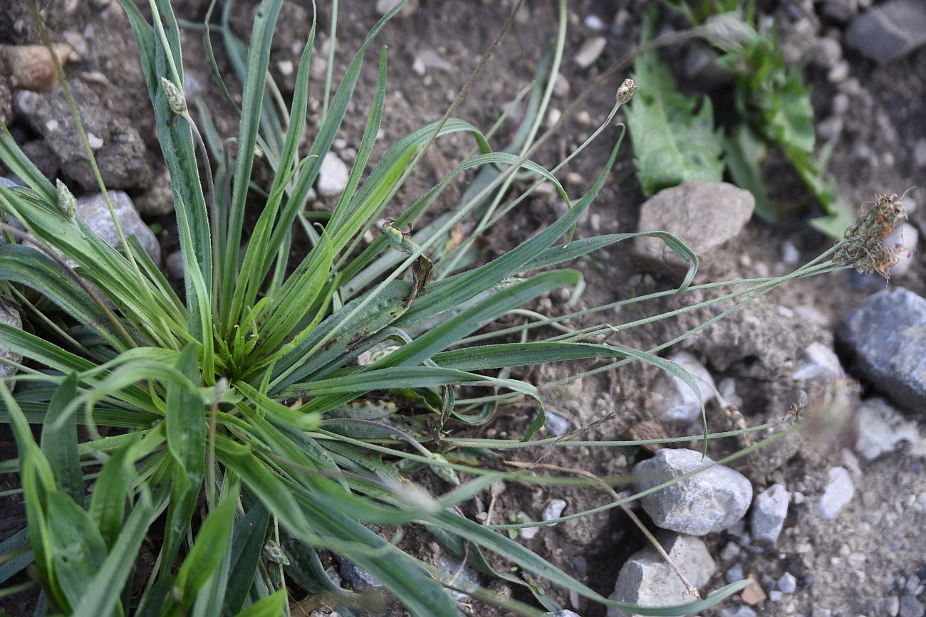 Изображение особи Plantago atrata.