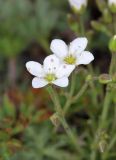 Minuartia macrocarpa