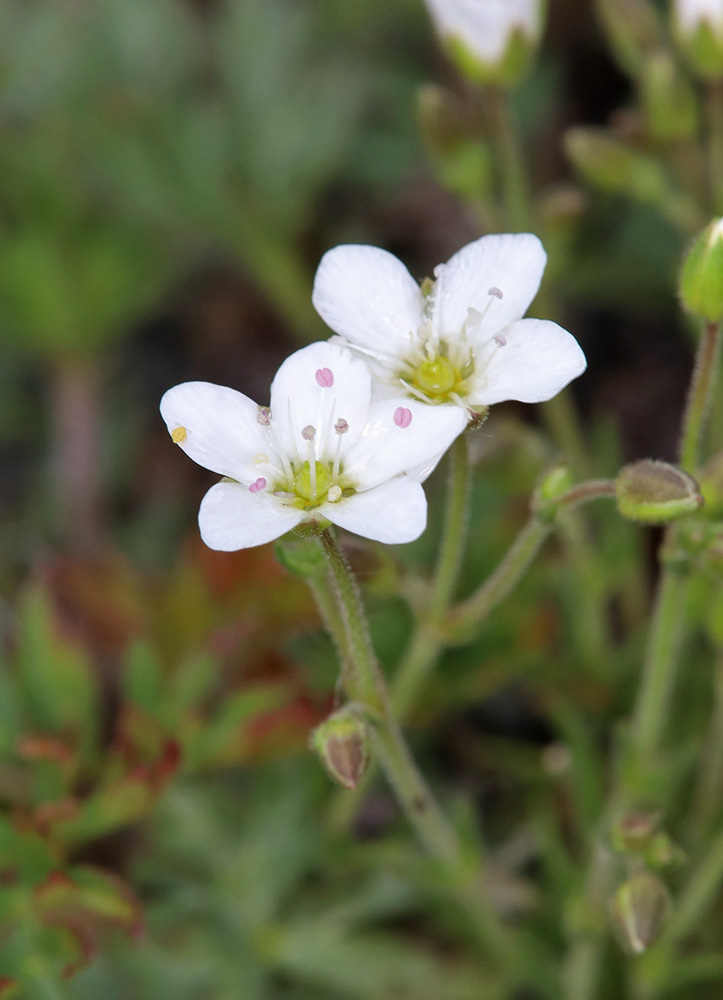 Изображение особи Minuartia macrocarpa.