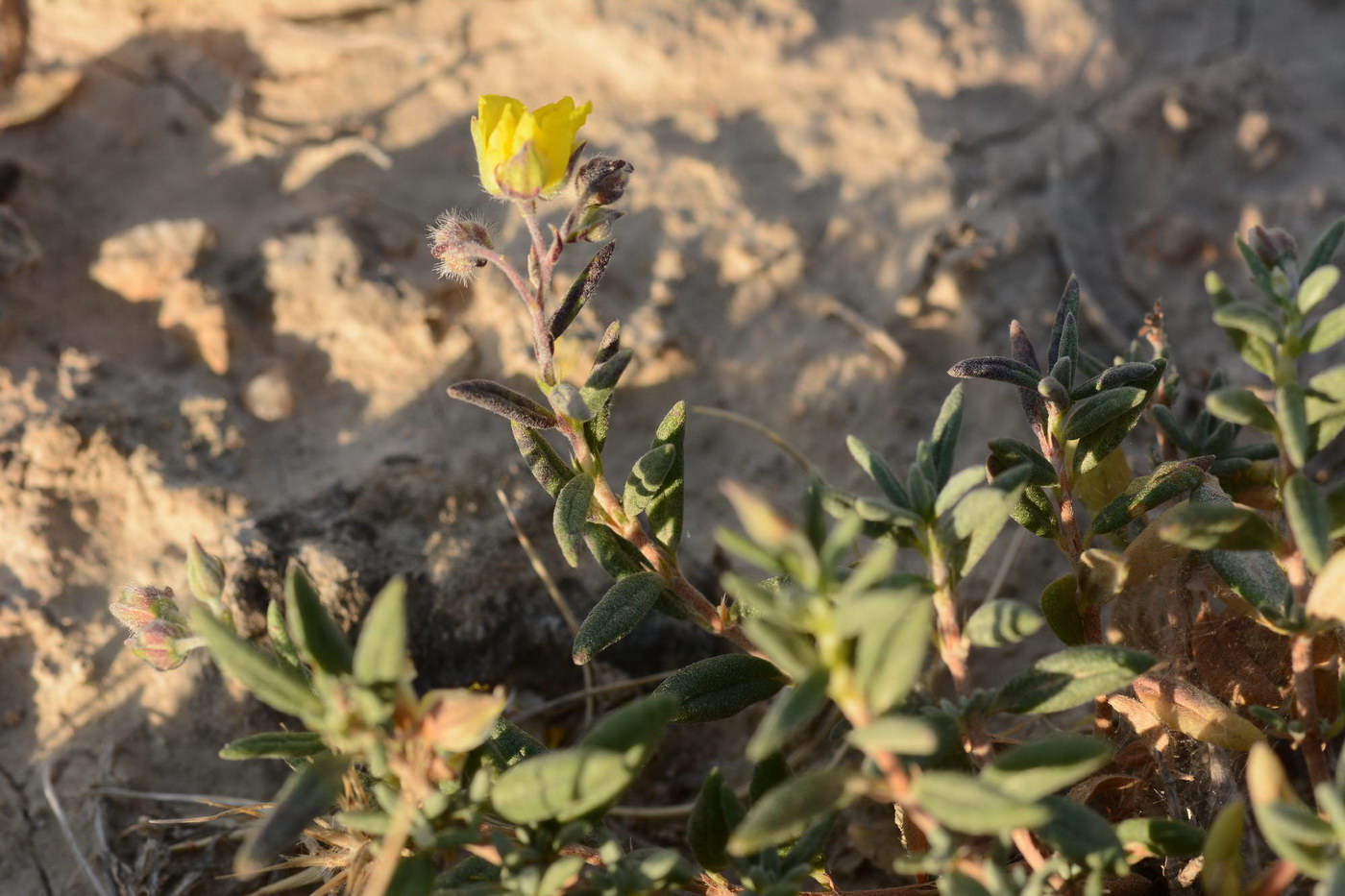 Image of Helianthemum songaricum specimen.