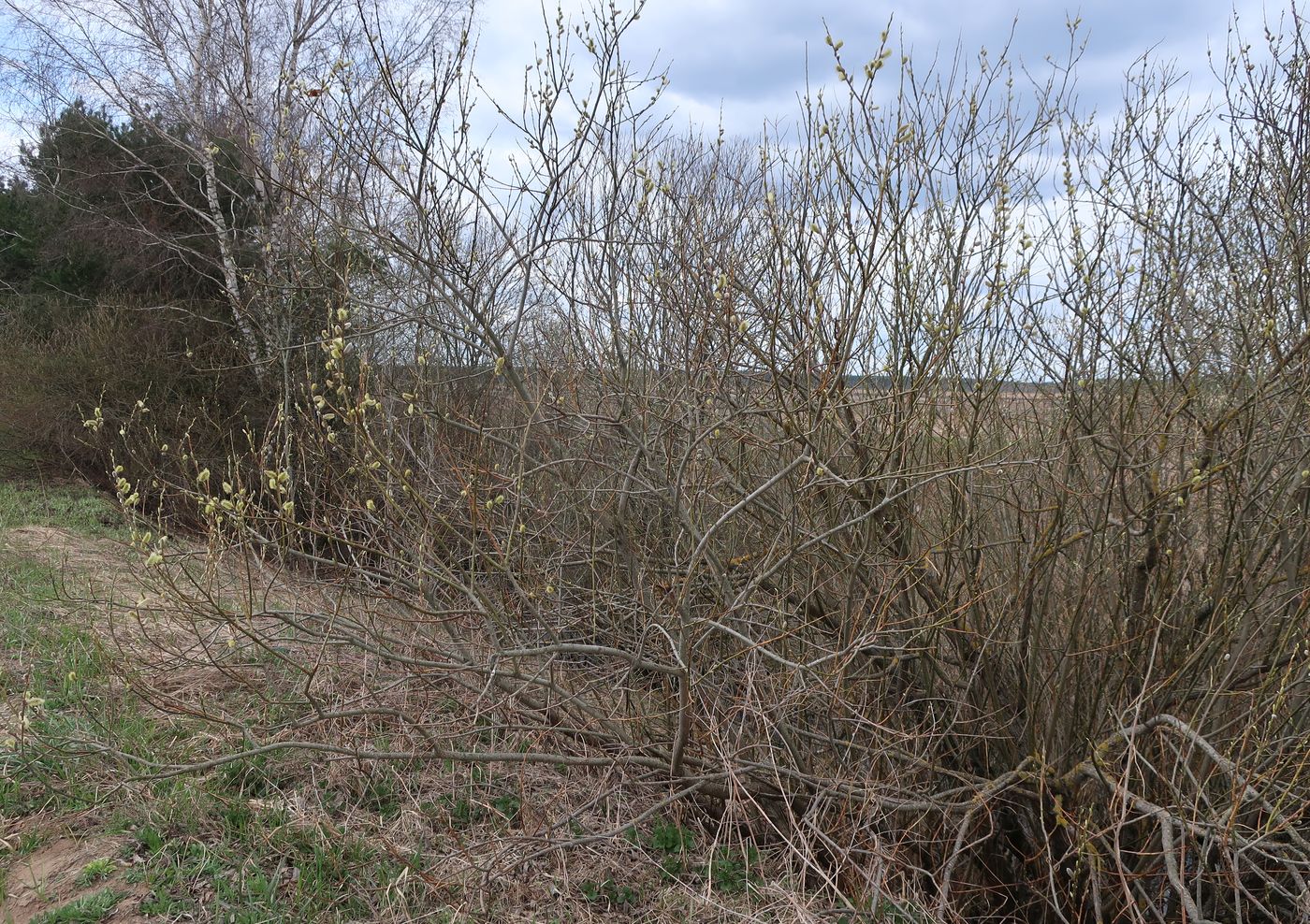 Image of Salix viminalis specimen.