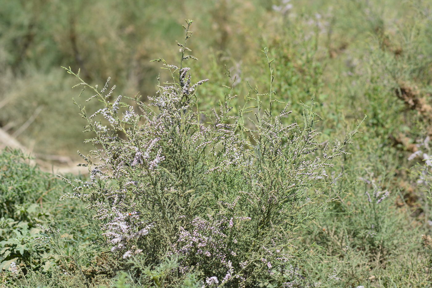 Image of Tamarix laxa specimen.