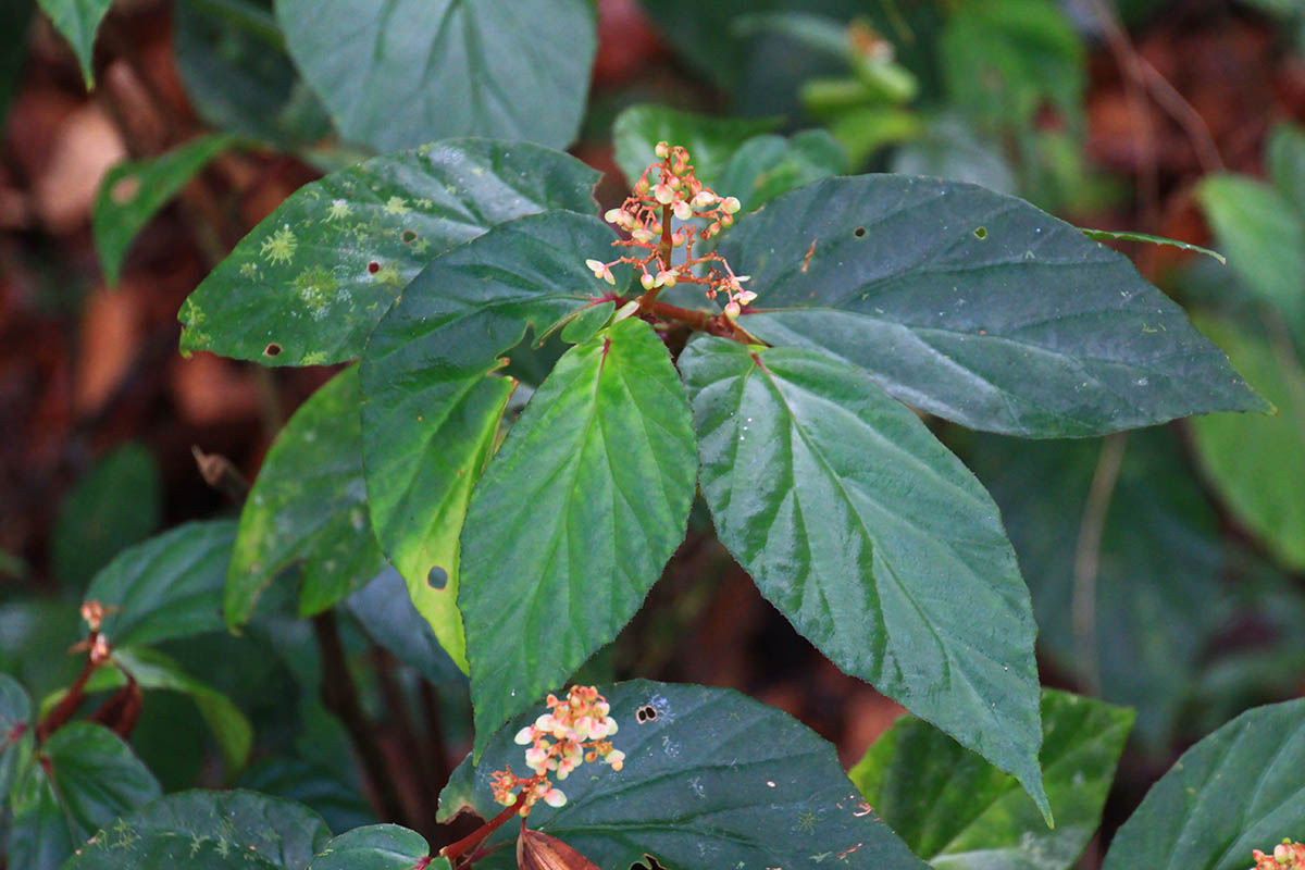 Image of genus Begonia specimen.