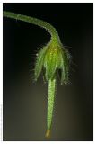 Geranium pusillum