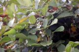 Rubus ellipticus. Ветви и цветки. Непал, провинция Багмати, р-н Катманду, национальный парк \"Шивапури-Нагарджун\". 30.11.2017.