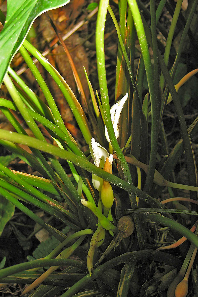 Image of familia Araceae specimen.