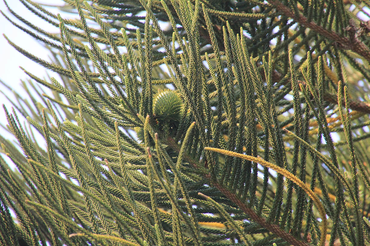 Изображение особи род Araucaria.