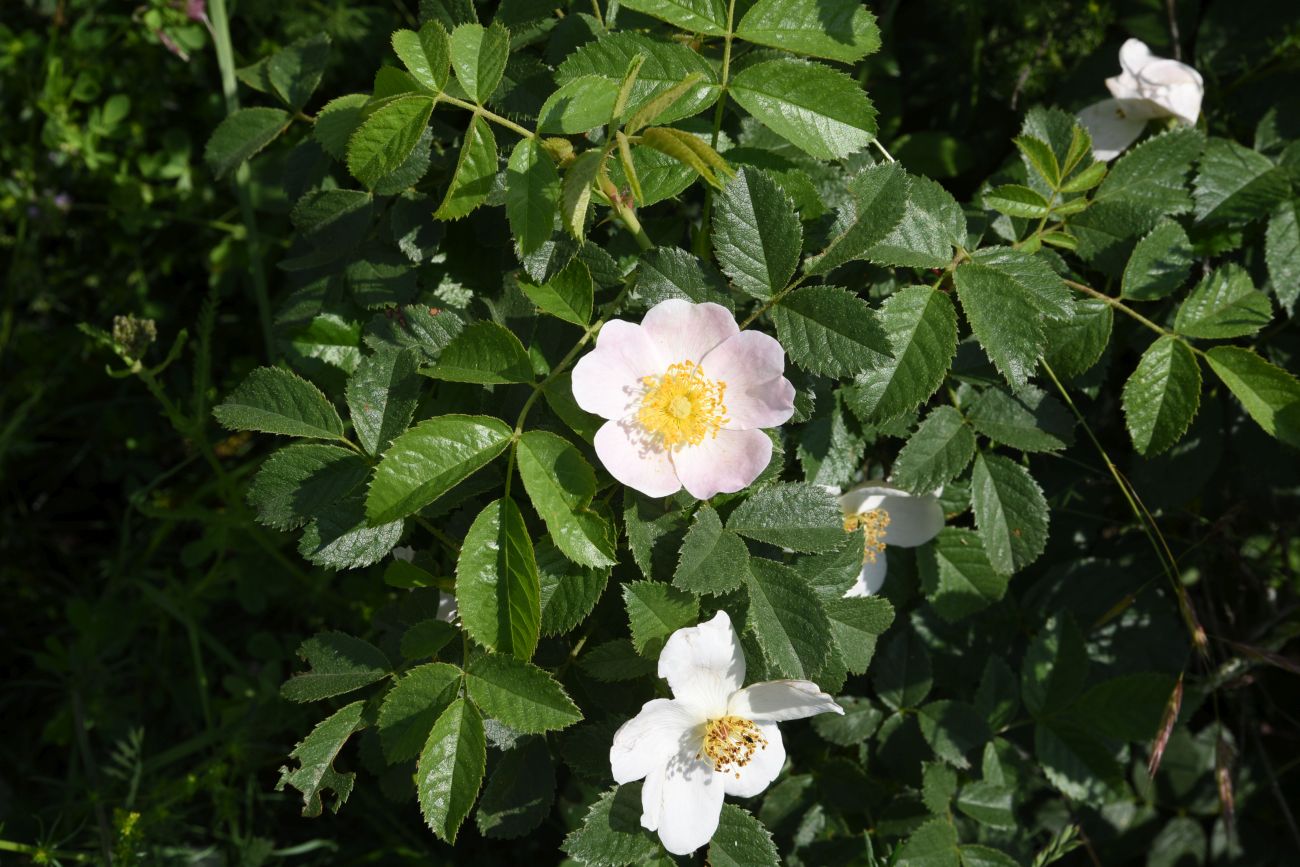 Image of genus Rosa specimen.