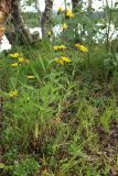 Hieracium umbellatum