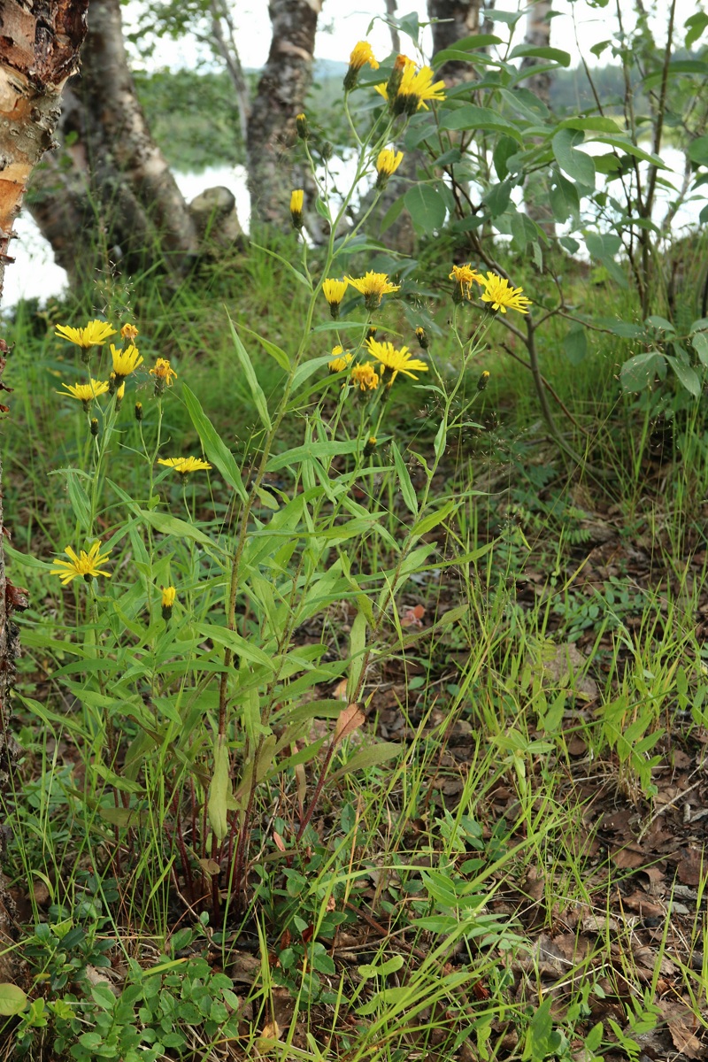 Image of Hieracium umbellatum specimen.