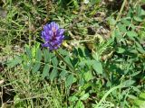 Astragalus adsurgens