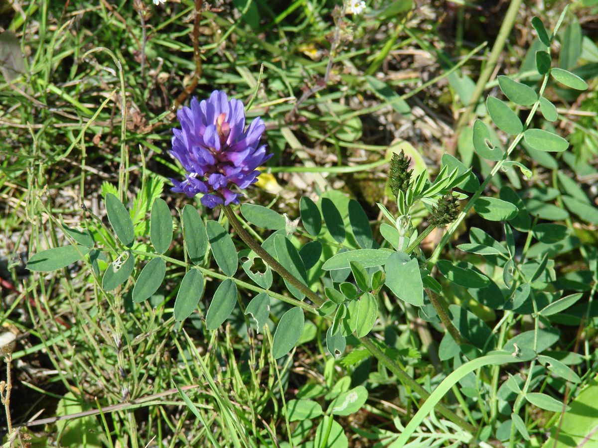 Изображение особи Astragalus adsurgens.