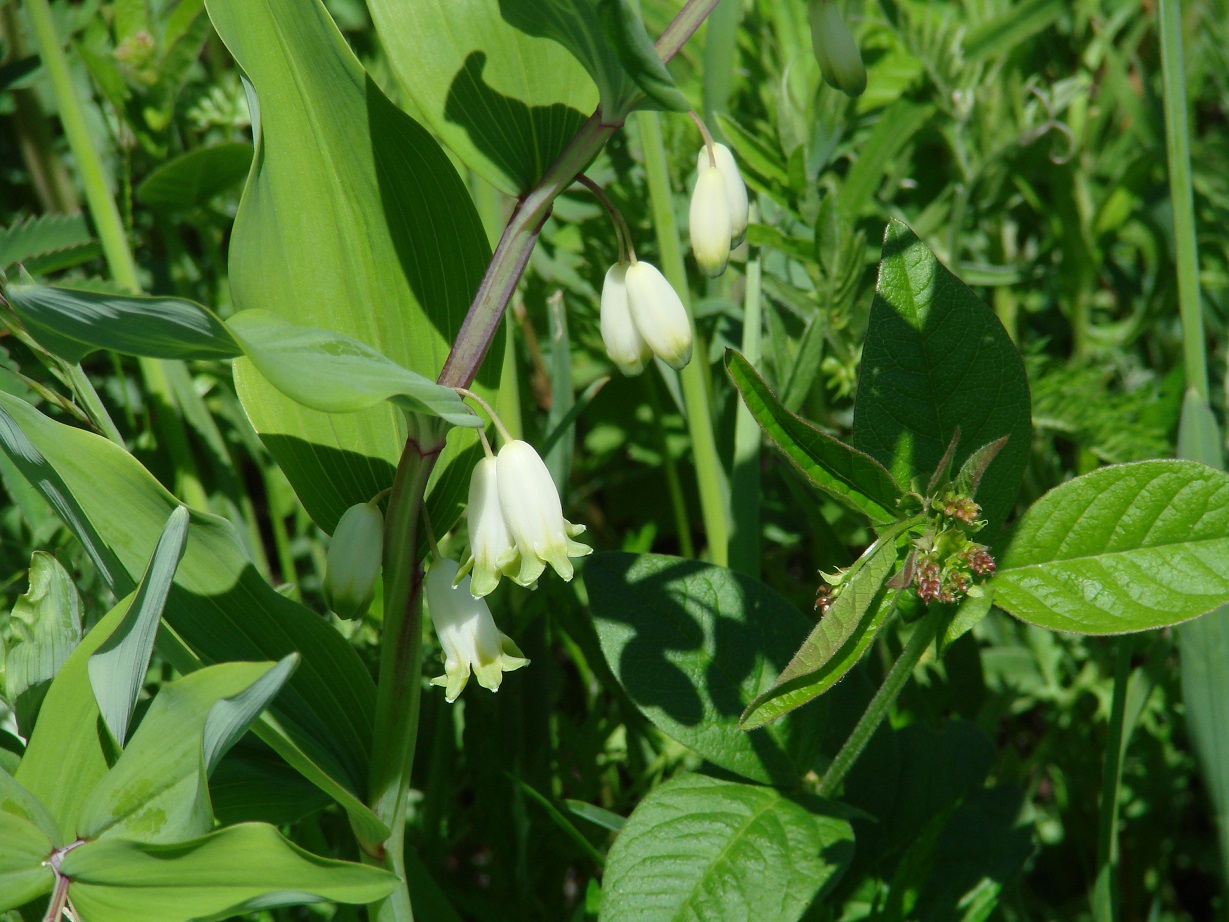 Image of Polygonatum odoratum specimen.