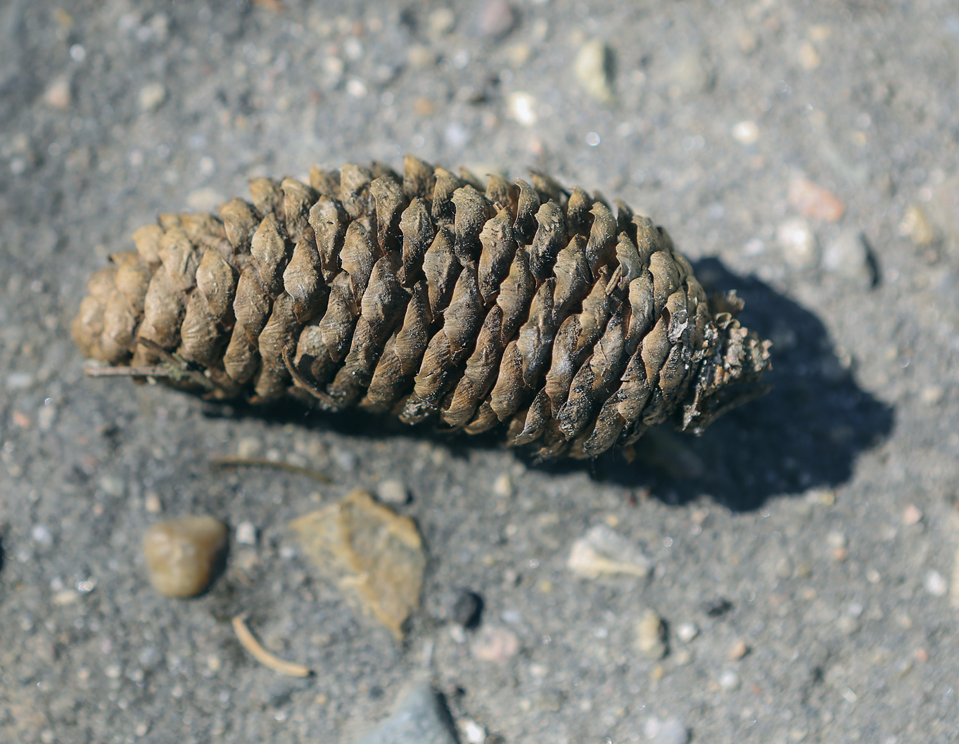 Image of genus Picea specimen.