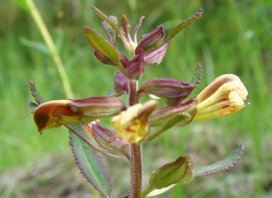 Изображение особи Pedicularis labradorica.