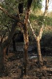 Phyllanthus emblica. Нижняя часть ствола. Индия, штат Гуджарат, округ Гир Сомнатх, национальный парк \"Гирский лес\". 13.12.2022.