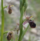 Ophrys × aghemanii. Часть соцветия. Крым, Феодосия, хр. Тепе-Оба, глинистый склон, поляна. 10 мая 2021 г.
