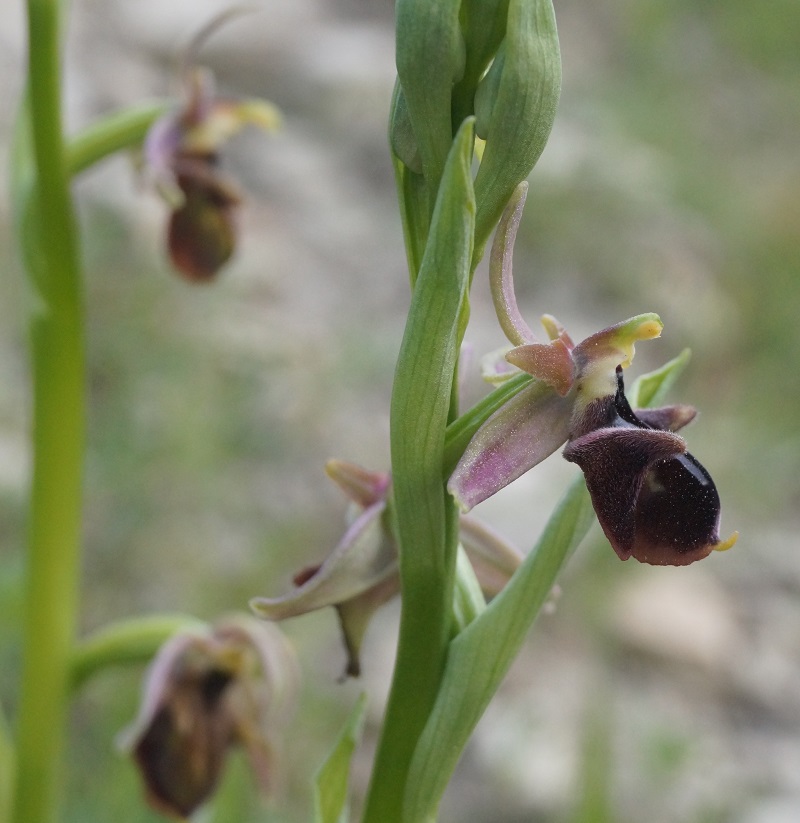 Image of Ophrys × aghemanii specimen.