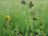 Medicago &times; varia